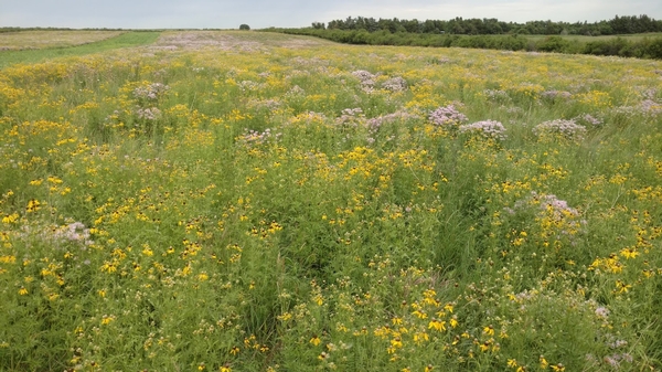 2020 UGUIDE South Dakota Fall Pheasant Hunting Outlook Forecast Report